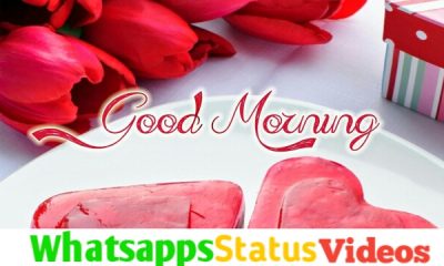 Good Morning Wish Status Video Download
