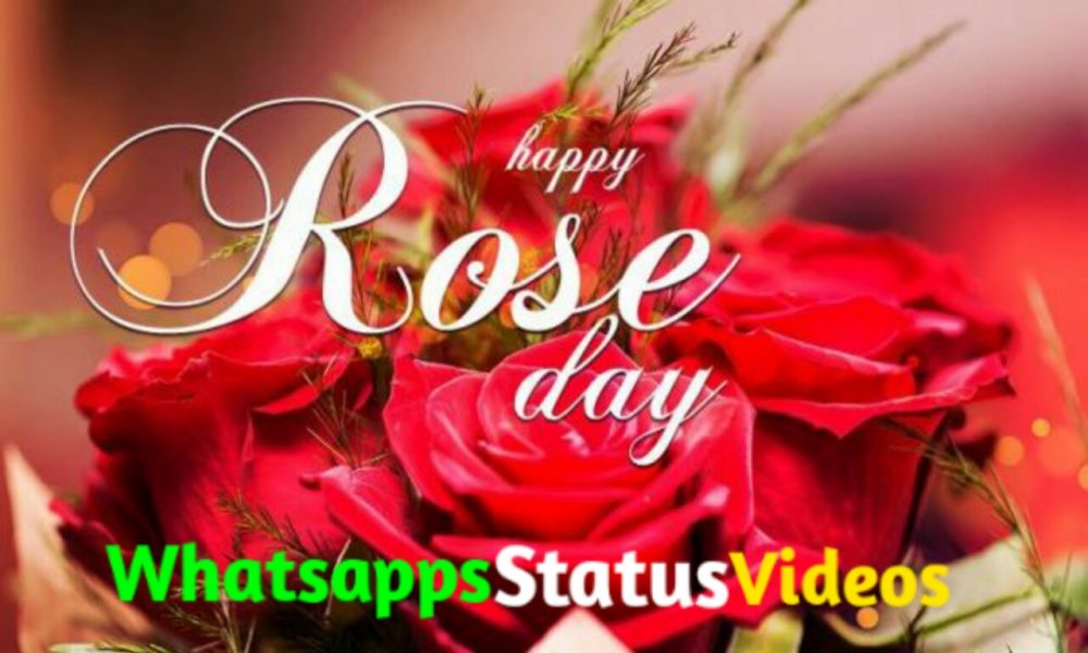 Happy Rose Day 2022 Whatsapp Status Video