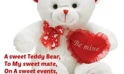 Teddy Day Wishes Special Whatsapp Status Video Download