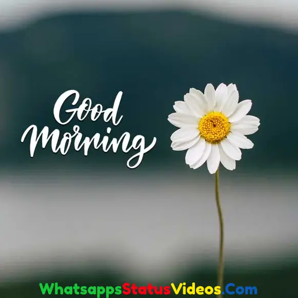 30 Seconds Good Morning WhatsApp Status Video Download