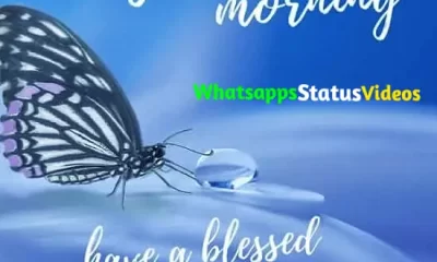 Sunday Special Wishes WhatsApp Status Video Download