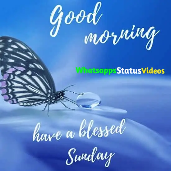 Sunday Special Wishes WhatsApp Status Video Download