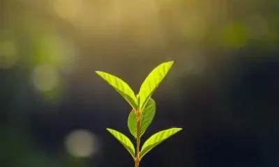 Plant Lover WhatsApp Status Video Download